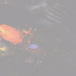 战锤：混沌祸害/Warhammer: Chaosbane（集成Witch Hunter）